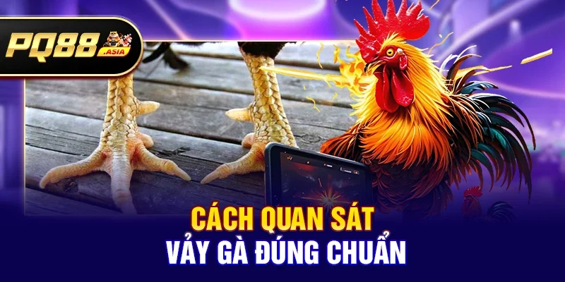 Cách quan sát vảy gà đúng chuẩn