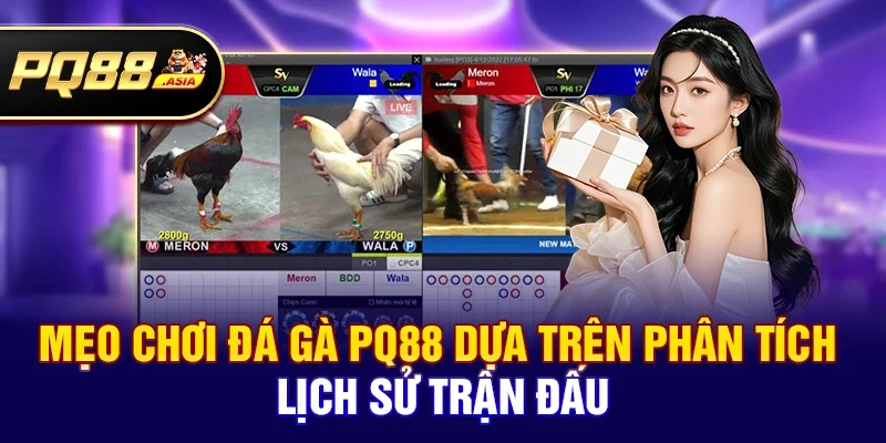 Mẹo chơi đá gà pq88 giúp người mới nhanh làm quen và tránh sai lầm