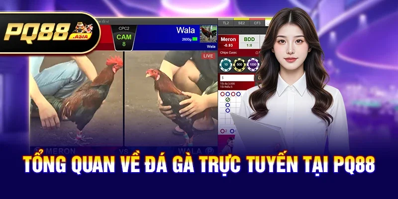Tổng quan về đá gà trực tuyến tại pq88
